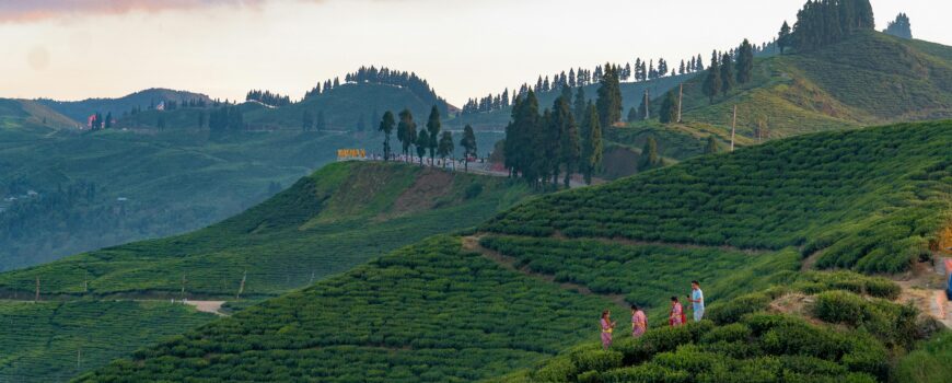 Tea Gardens on Hills: A Journey into Serene Cultivation