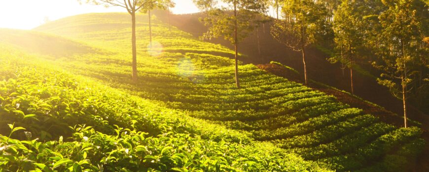 The Beauty and Business of a Tea Garden: Cultivating and Harvesting Excellence
