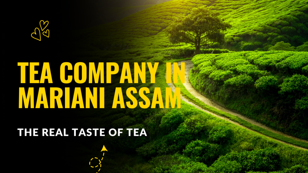 Tea Company in Mariani Assam