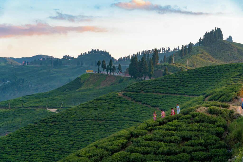 Understanding Tea Flushes: Exploring the Art of Harvesting Tea Leaves
